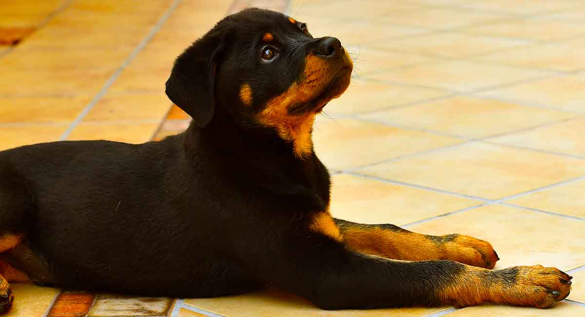 are rottweilers lap dogs