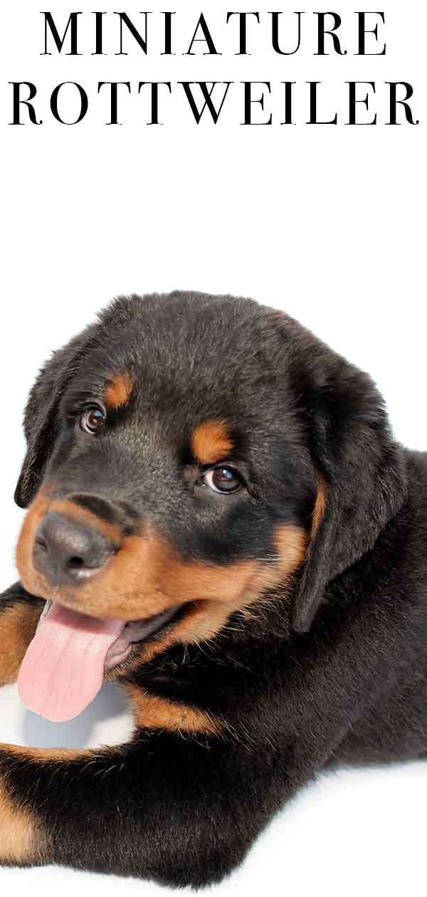 are there miniature rottweilers