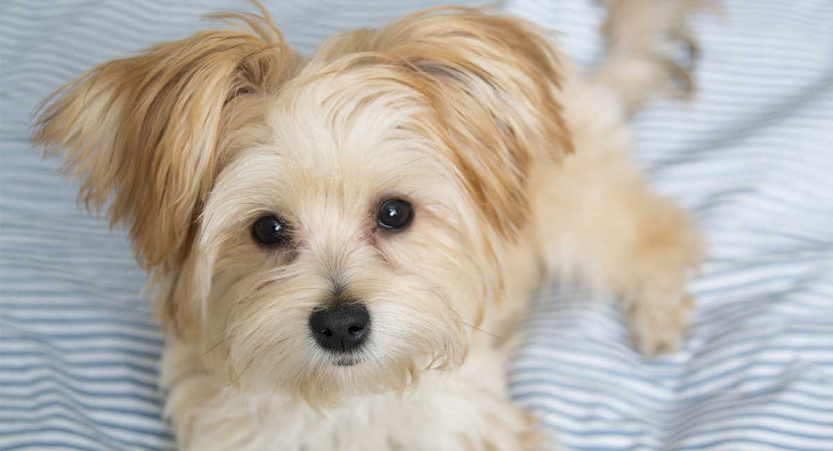 Morkie The Maltese Yorkshire Terrier Mix