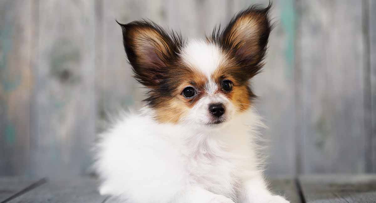 papillon puppies