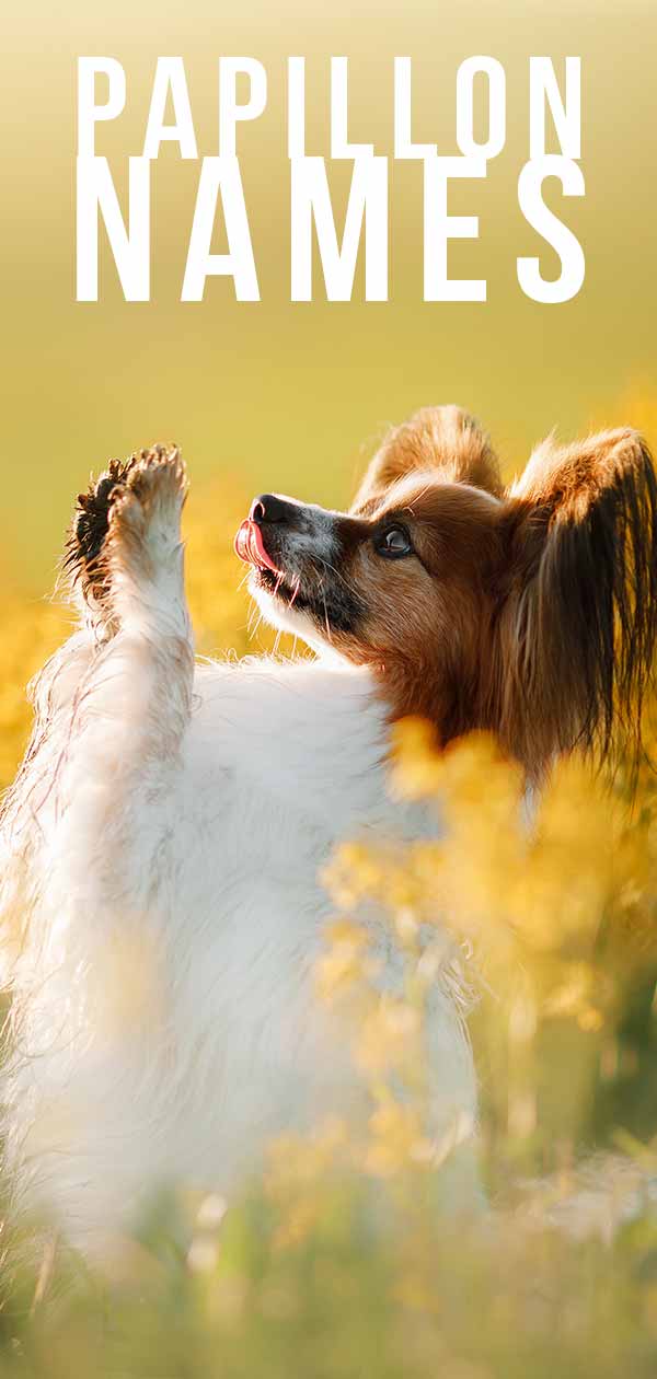 papillon names