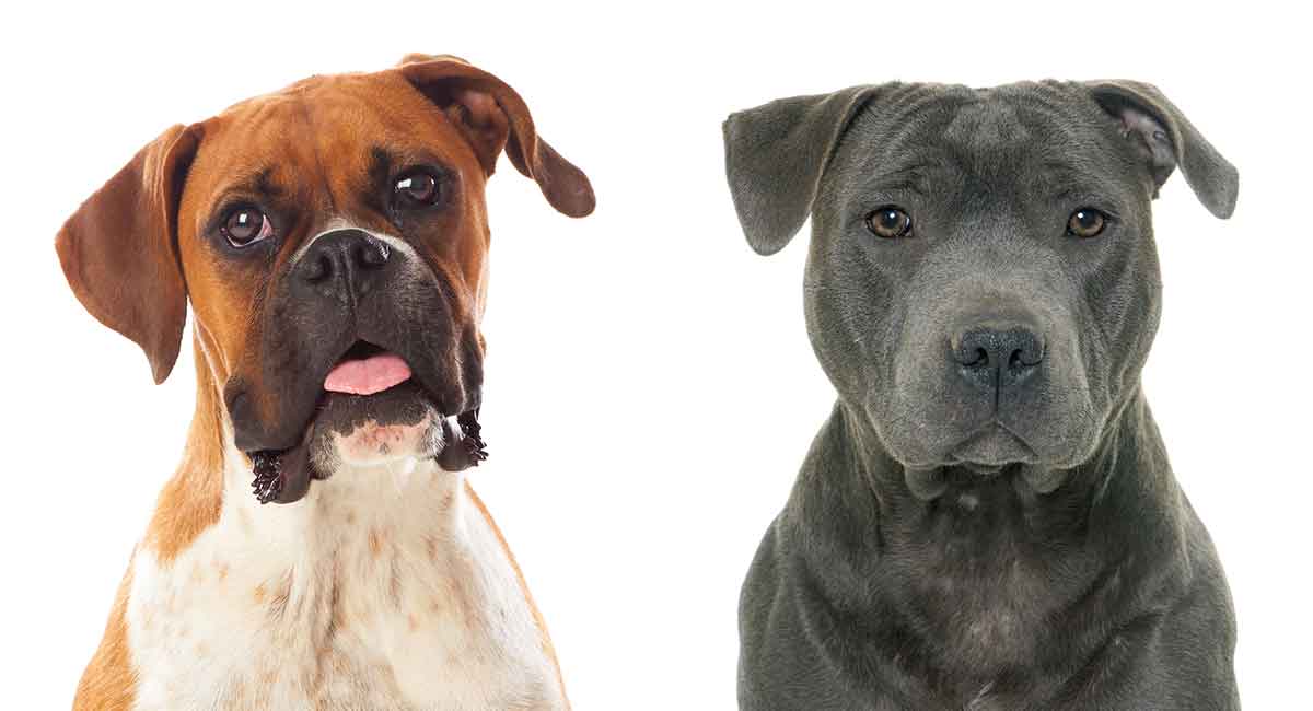 boxer mix dogs