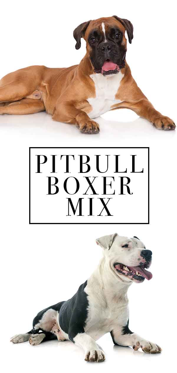 pitbull boxer