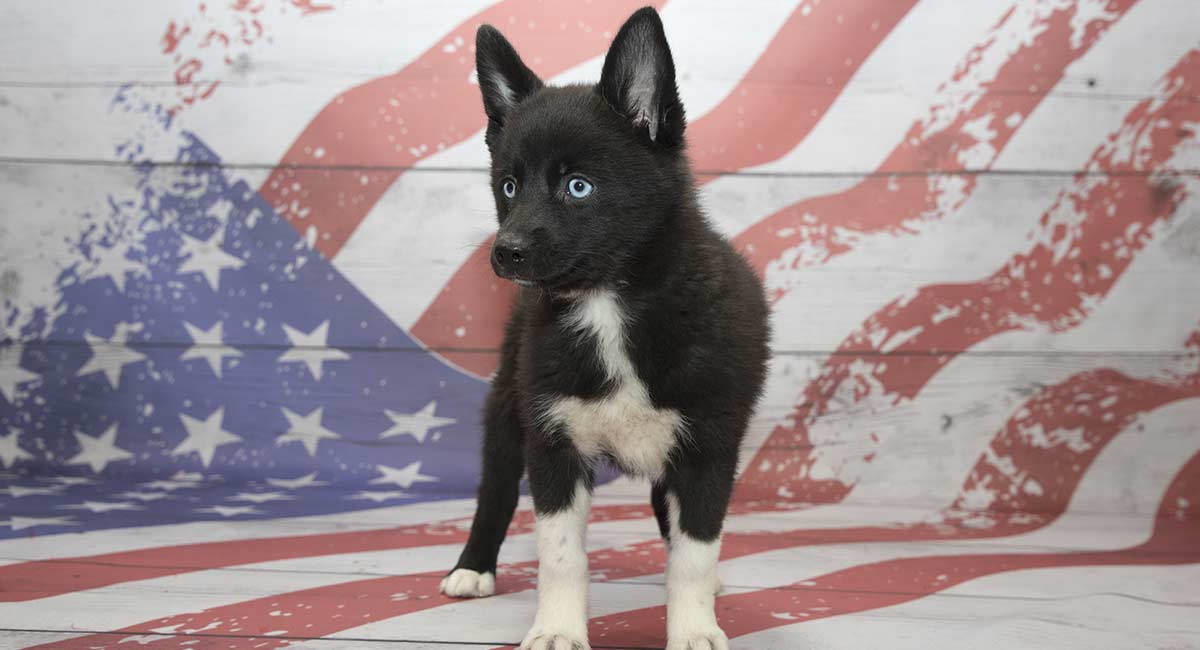 black pomsky