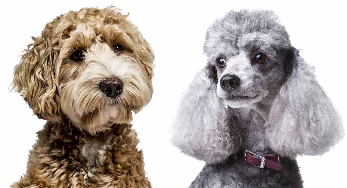 a silver poodle sitting next to an apricot labradoodle for poodle vs labradoodle