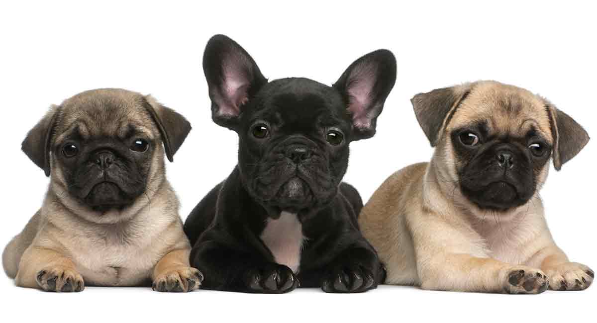 are french bulldogs similar to pugs