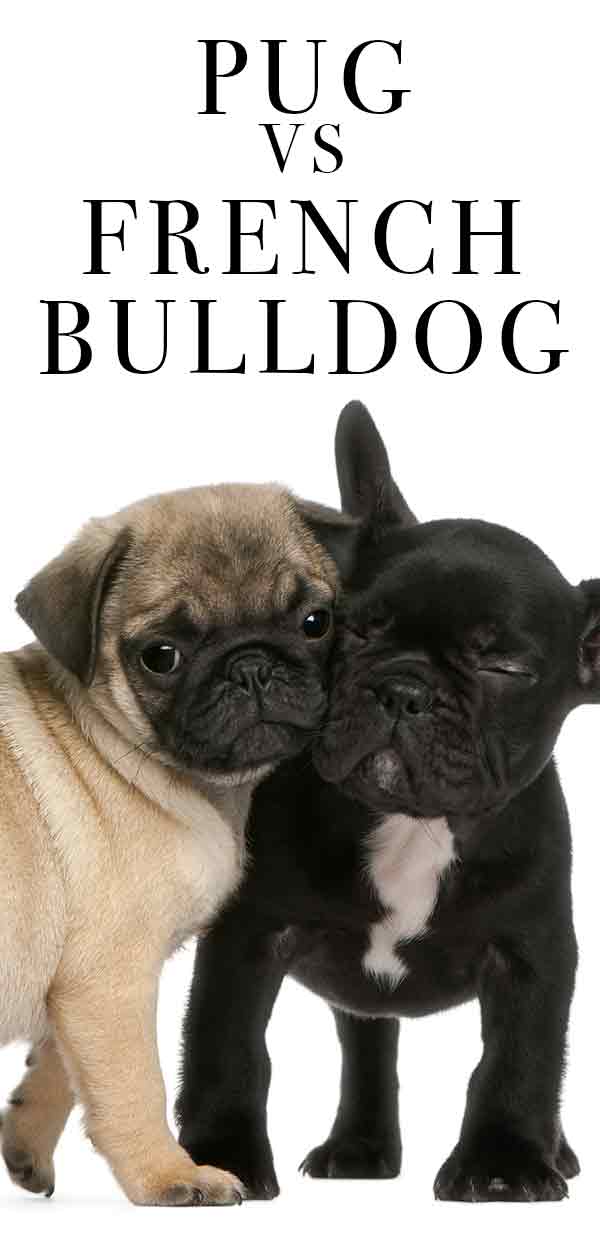 Pug vs French Bulldog – Which One Makes the Best Pet?