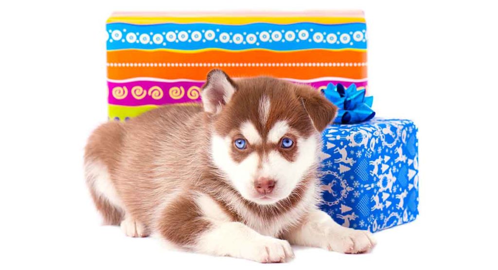 red siberian husky puppies with blue eyes