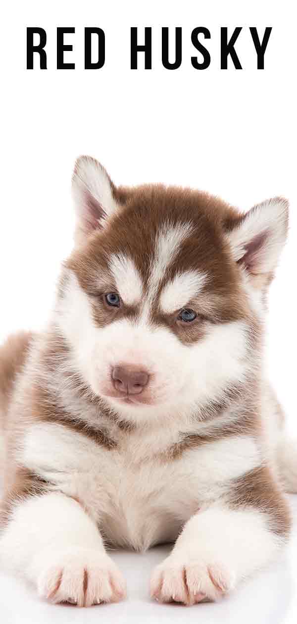 Husky Eye Color Chart