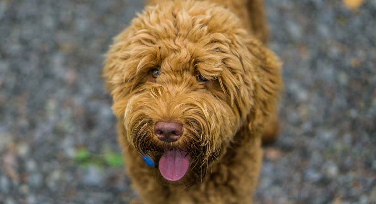 Learn about the red Labradoodle!