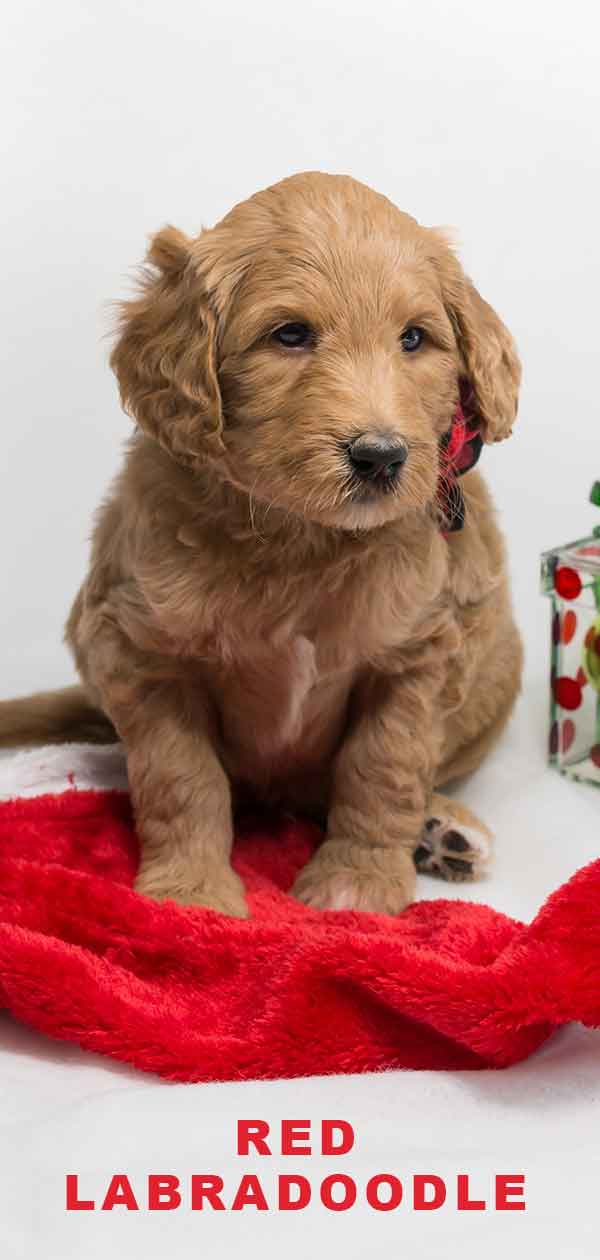 Red Labradoodle 