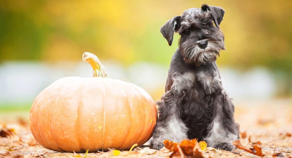 Amazing Schnauzer Names Dozens Of Awesome Ideas For Your Pup