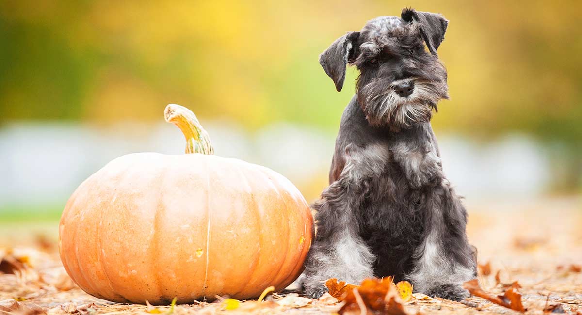 schnauzer dog names