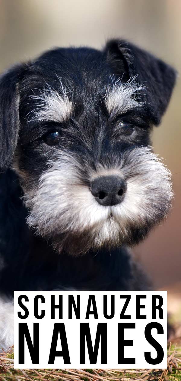 schnauzer dog names