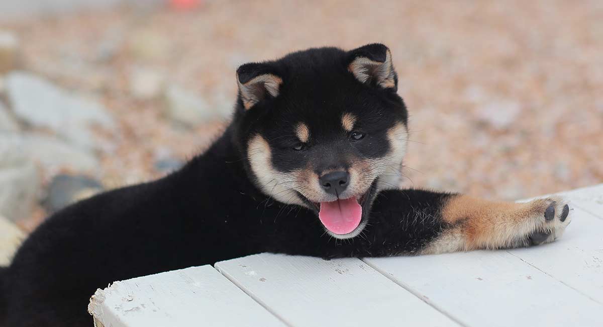 black shiba inu puppy