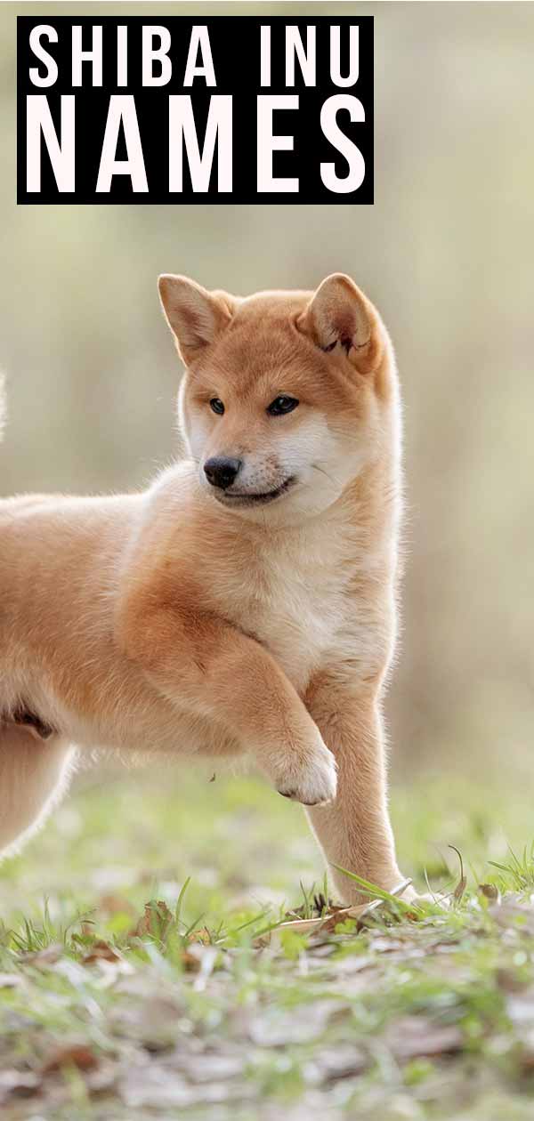 Shiba Inu Names What S The Best Name For Your Puppy