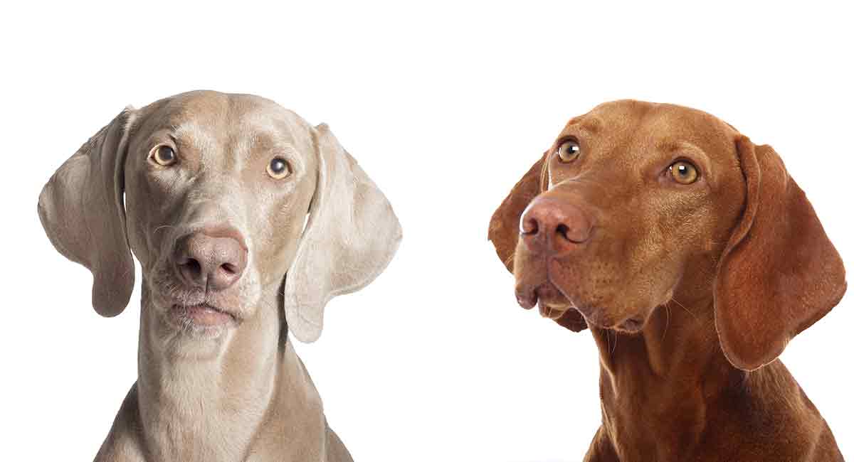 are weimaraners and vizslas related