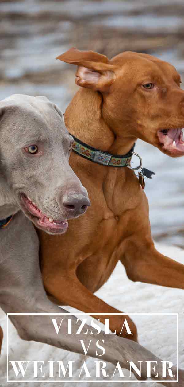 Vizsla Vs Weimaraner Do You Know How To Tell The Difference