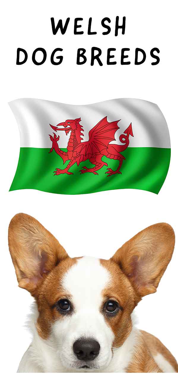 Welsh Dog Breeds - The Iconic Dogs Of Wales