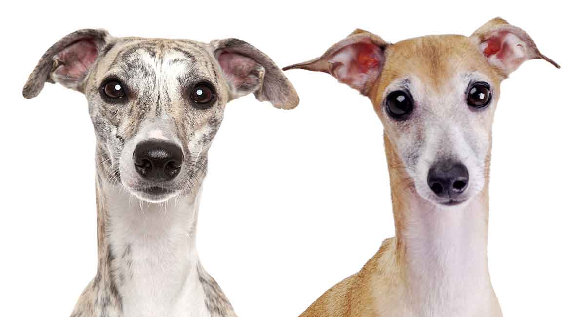 whippet vs italian greyhound