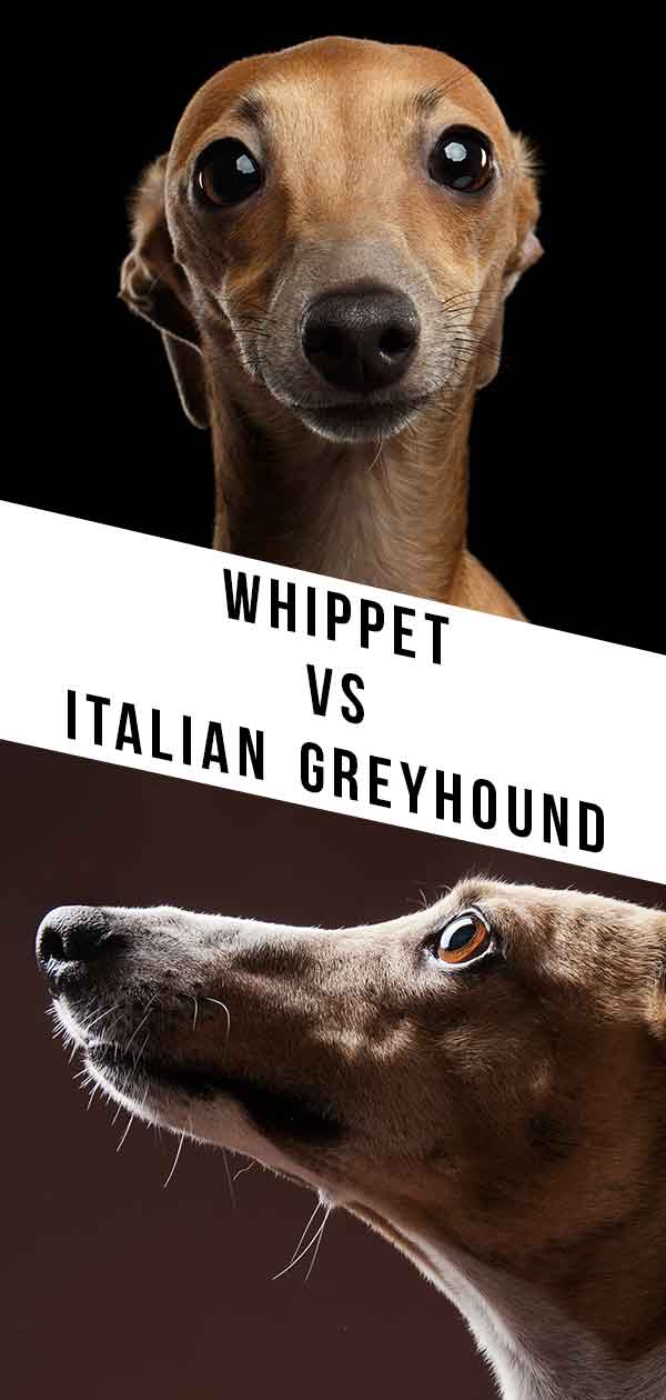 whippet vs italian greyhound