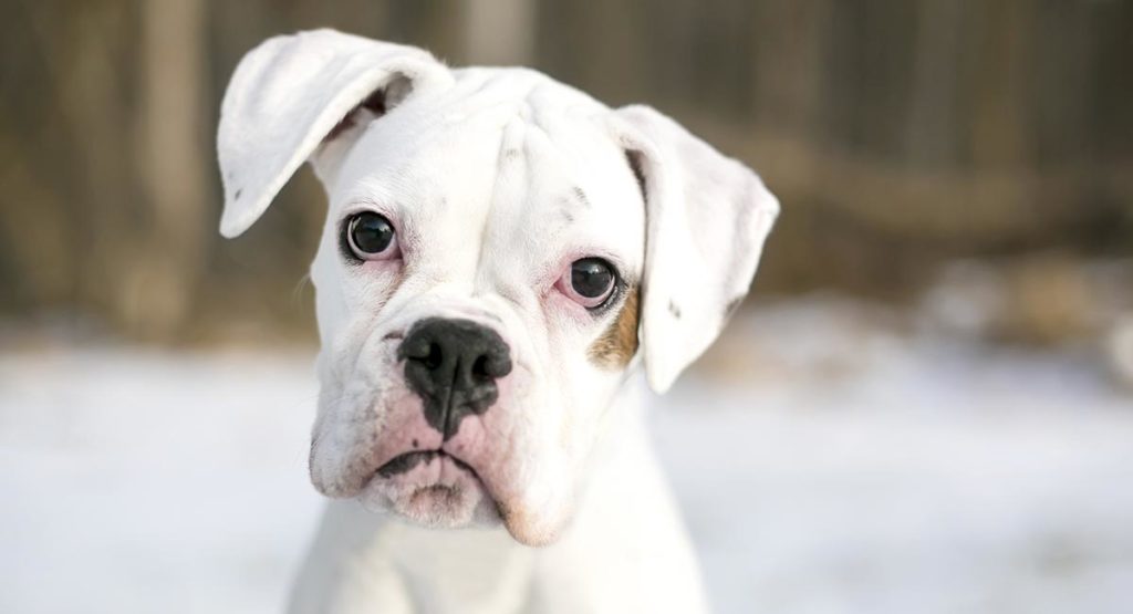 white boxer dog