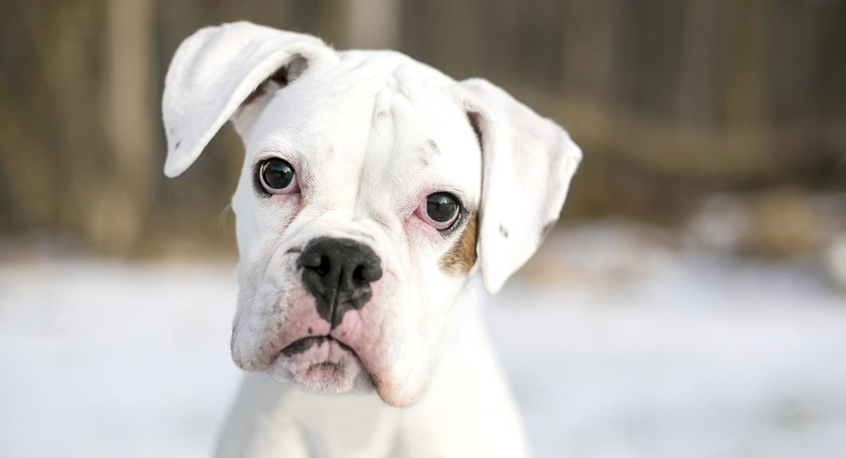 american boxer dog