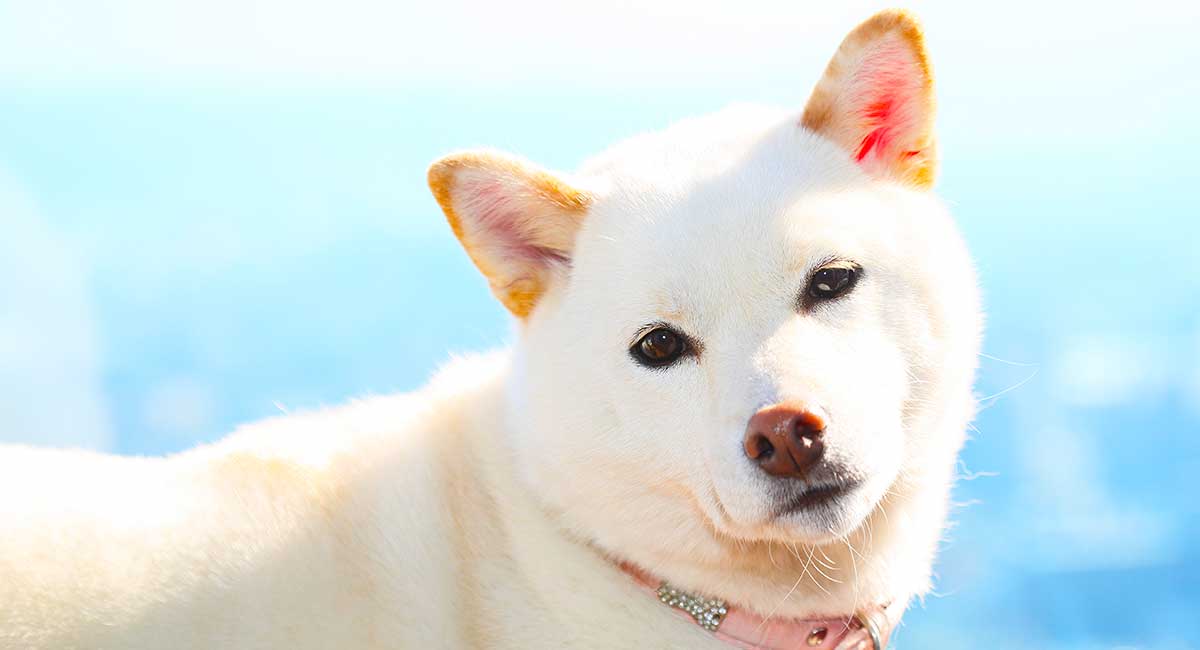 samoyed dog small white dogs