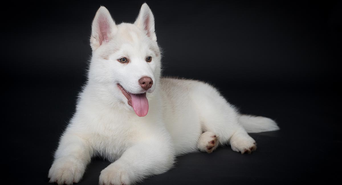 solid white husky full grown