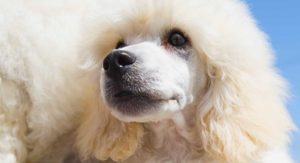 white poodle