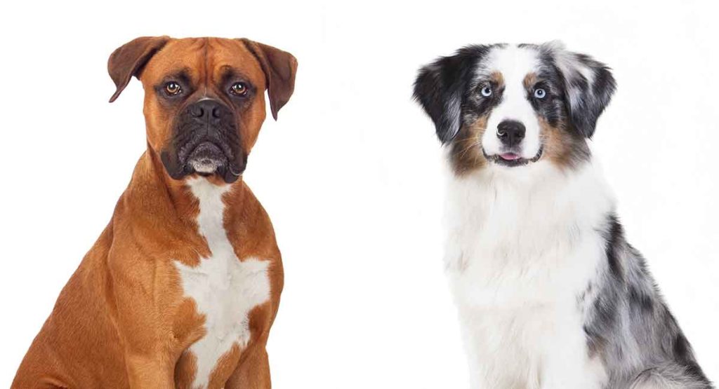 can a australian shepherd and a boxer be friends