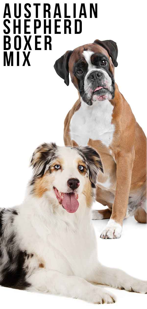 can a australian shepherd and a boxer be friends