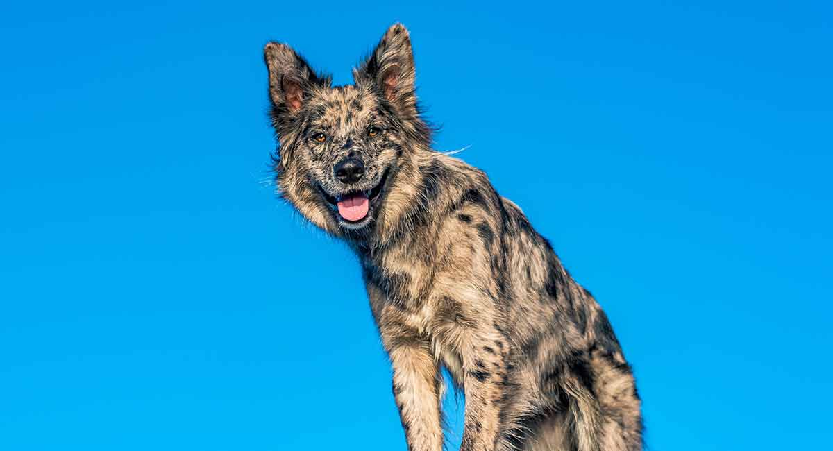 australian shepherd mix puppies