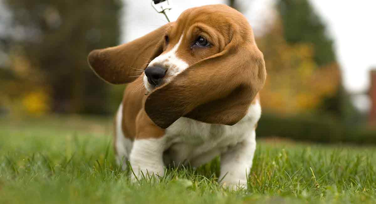 are male or female basset hounds better