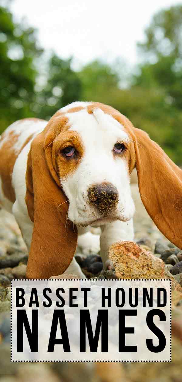 Noms de Basset Hound