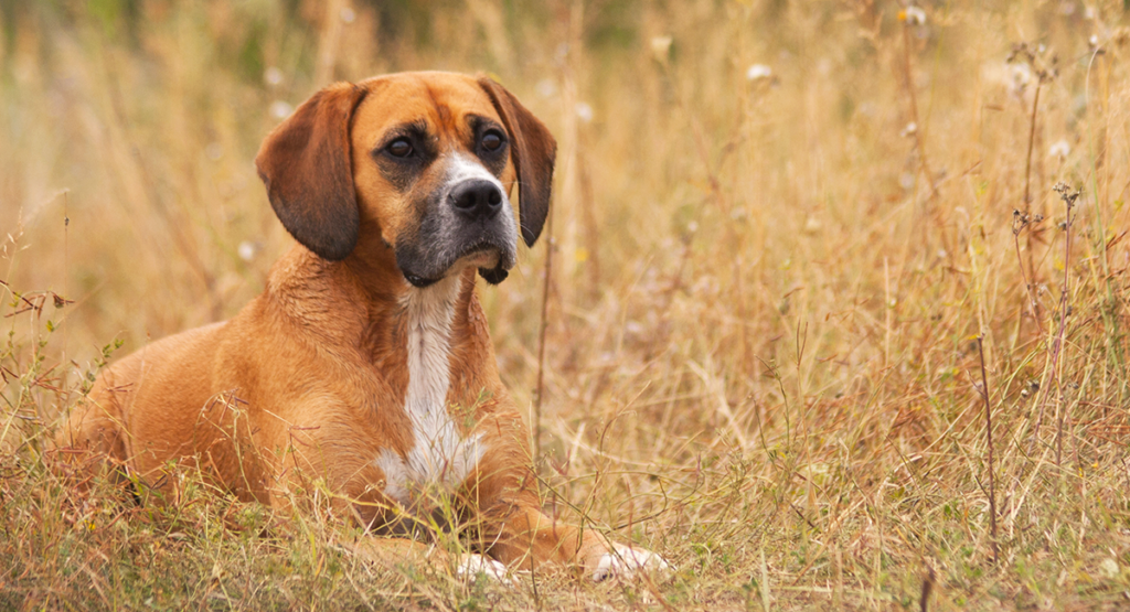 Beagle Mix Breed Dogs A Complete Guide To Beagle Cross Breeds