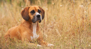 beagle mix