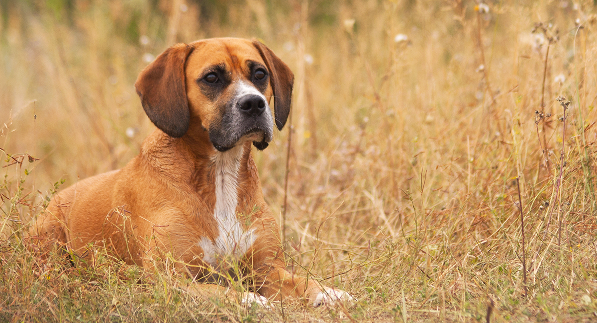 how big do beagle mixes get