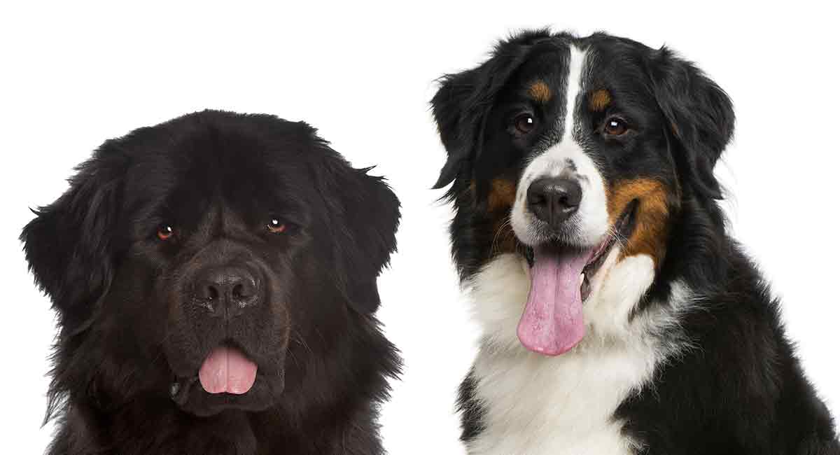 Bernese Mountain Dog Size Chart