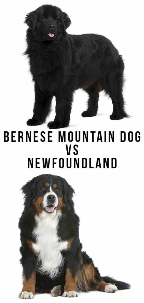 photo of a young newfoundland dog above a photo of a bernese mountain dog, on a white background