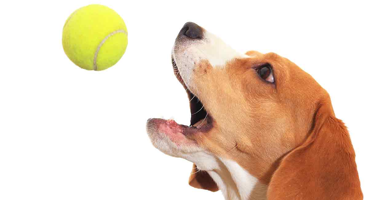 best chew toys for beagles