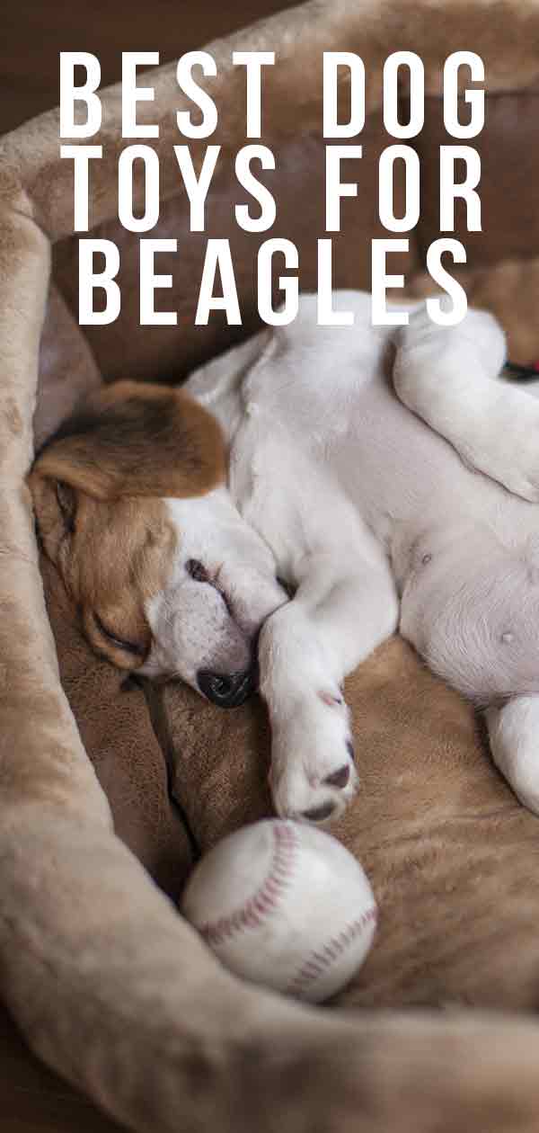 beste hondenspeelgoed voor beagles
