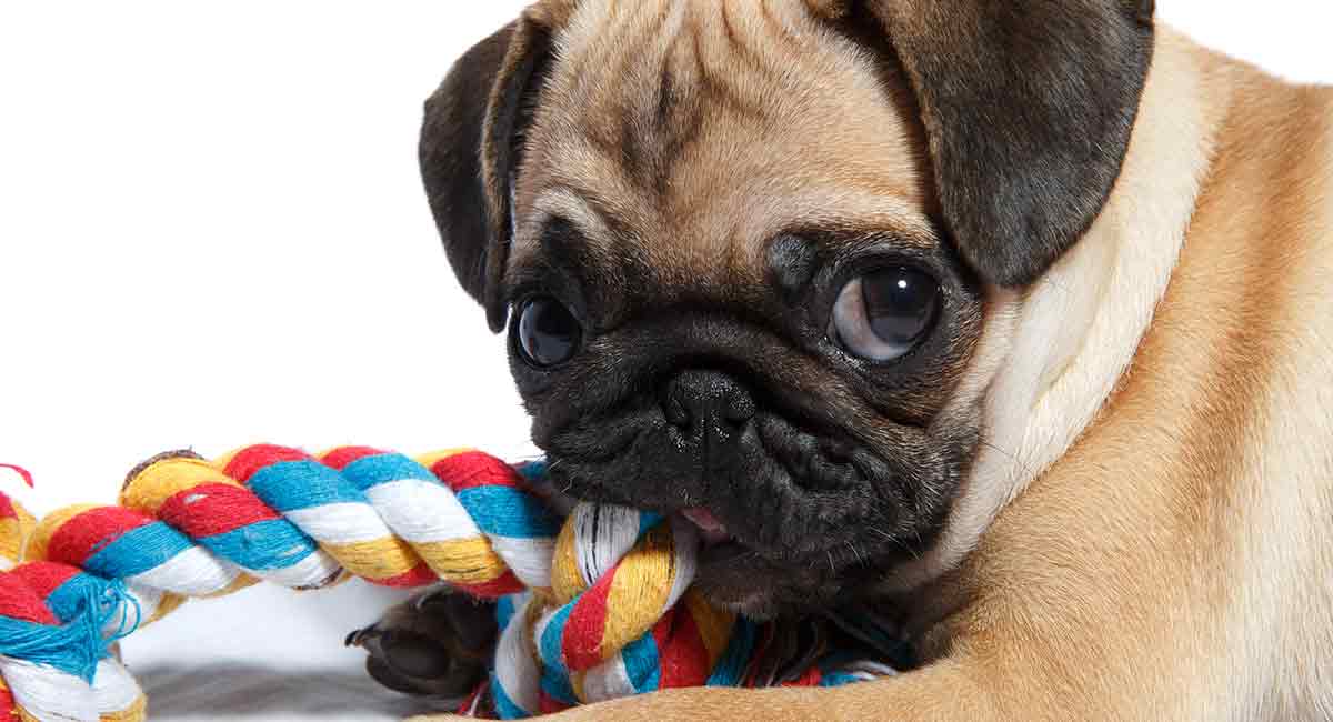 baby pugs playing