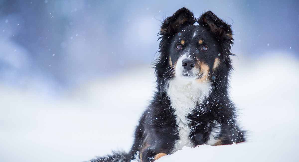 Border Collie Mixes Which Of These Inteeligent Crossbreeds Is