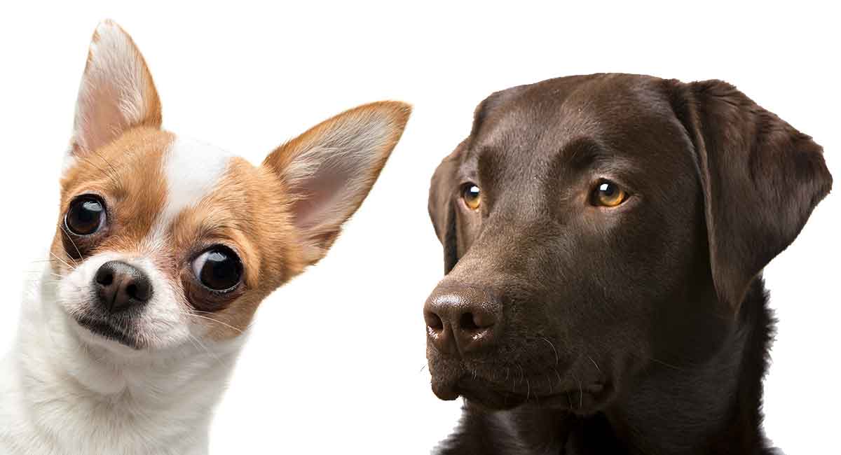 labrador and chihuahua mix