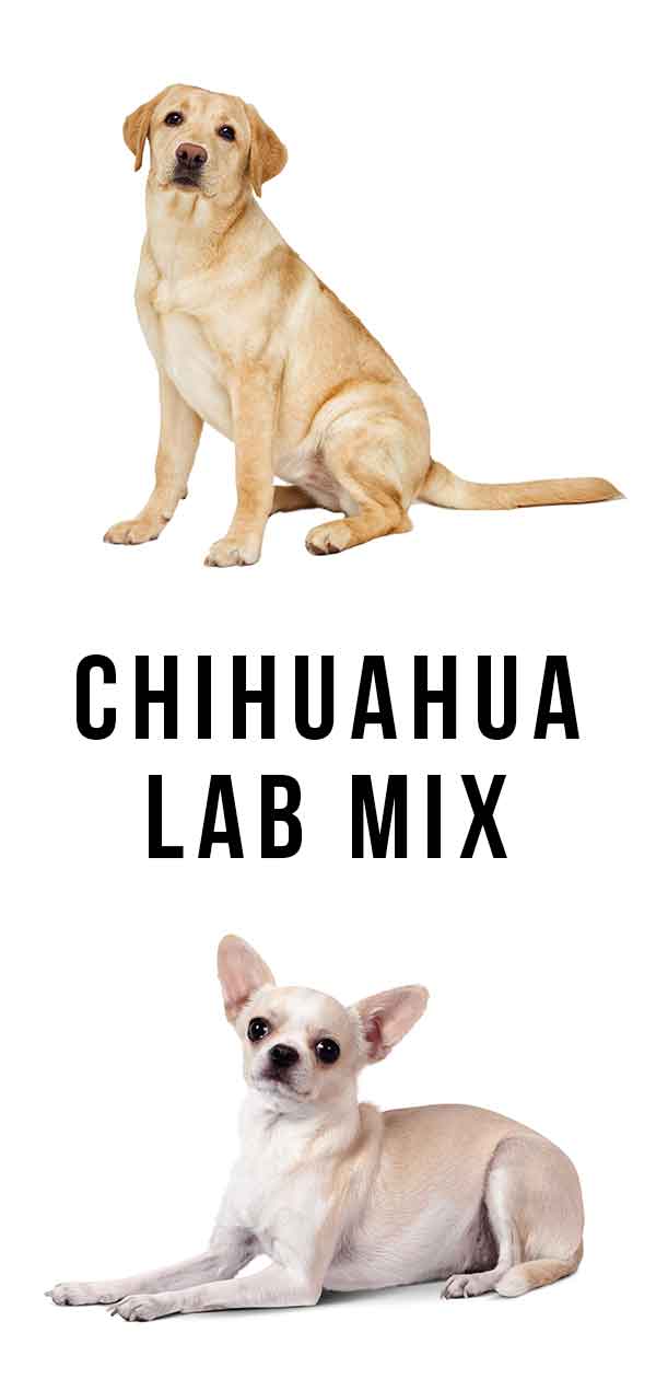 labrador chihuahua