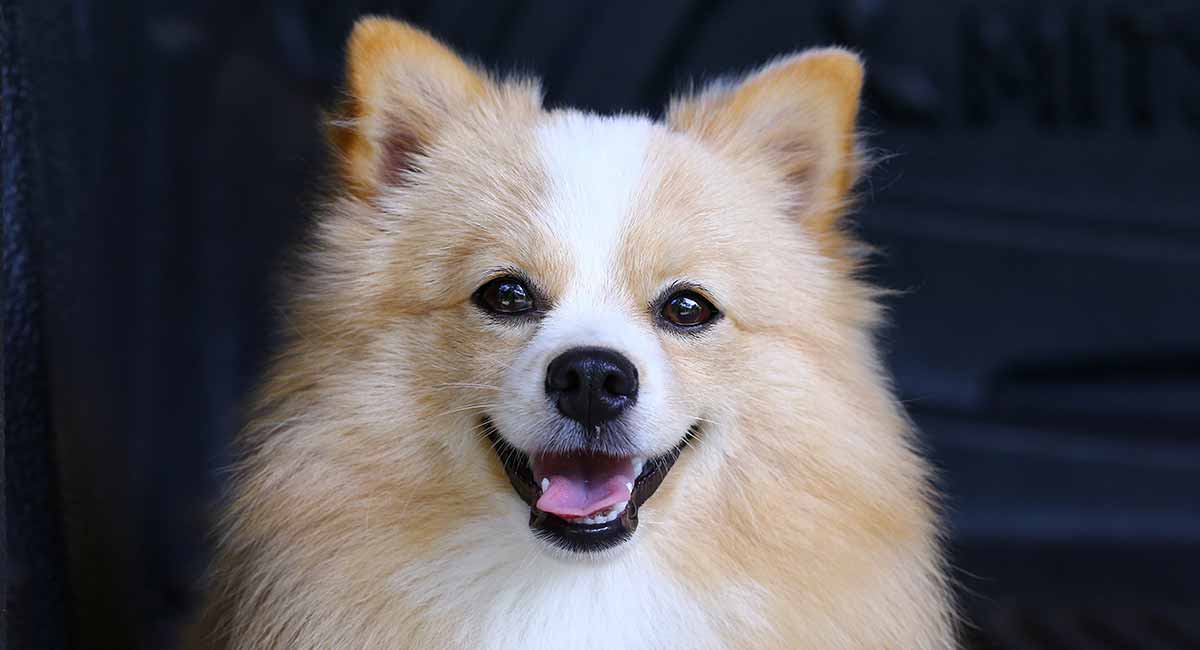 german spitz cross chihuahua