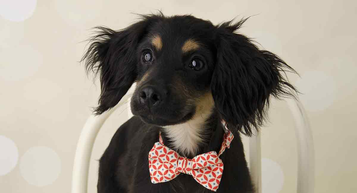 cocker terrier mix