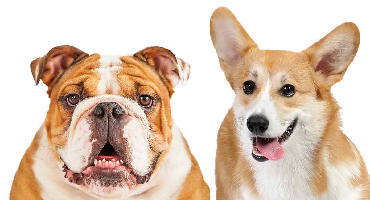 Corgi Bulldog Mix - The Truth About This Curious Combination