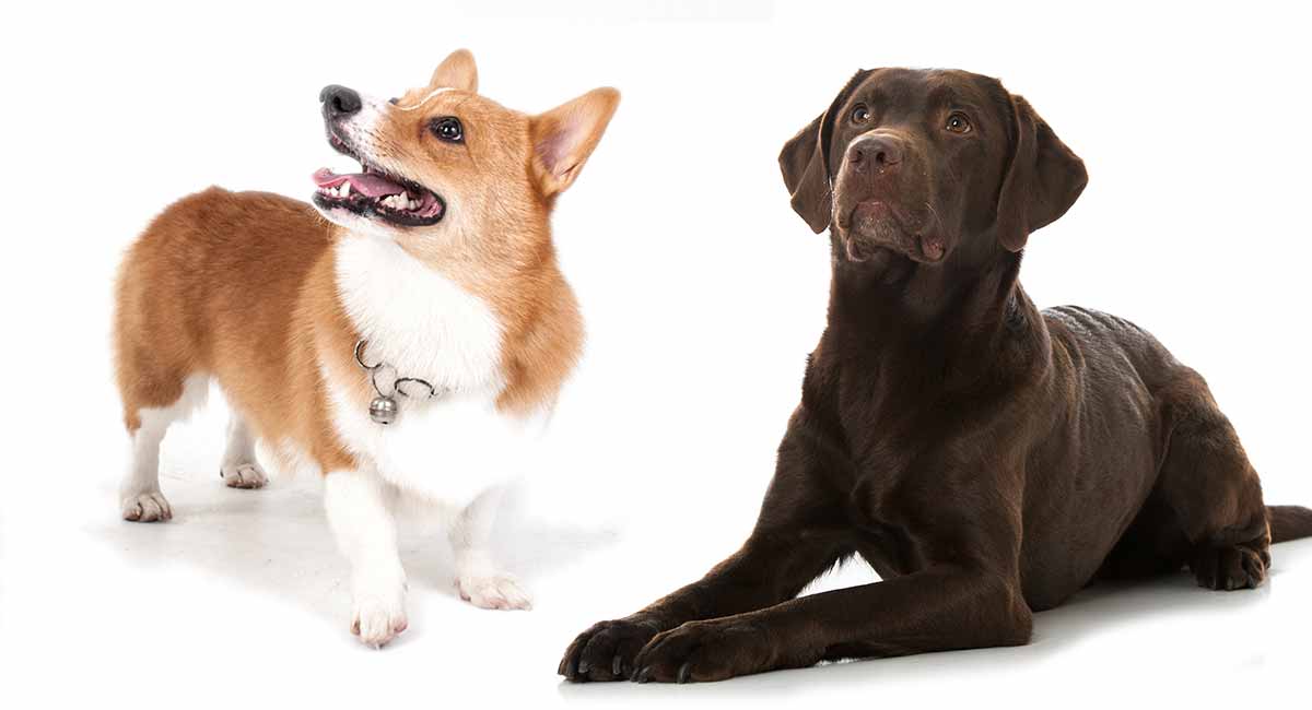 Corgi Lab Mix A Guide To The Corgidor Dog Breed